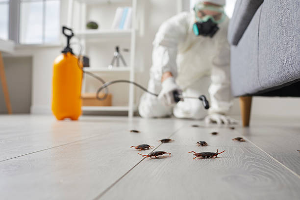 Commercial Rodent Management in Lambert
